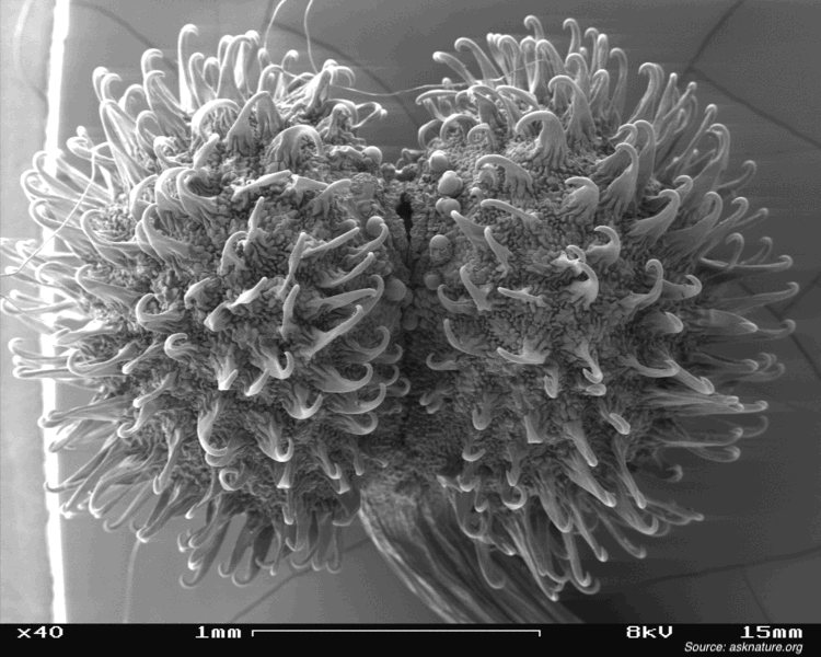 Burdock under microscope x40